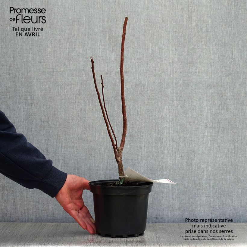 Cotinus coggygria - Smoke Bush 3L/4L pot sample as delivered in spring