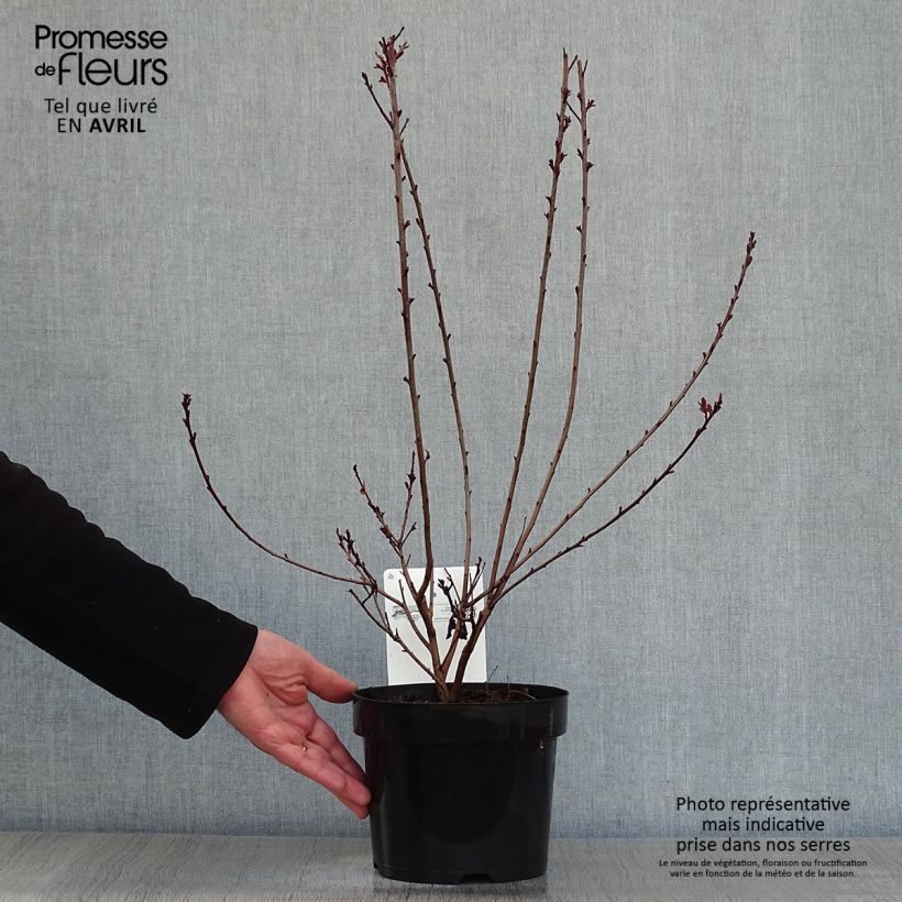 Cotinus coggygria Dusky Maiden - Smoke Bush 3L/4L pot sample as delivered in spring