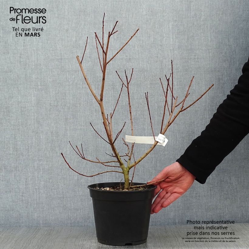 Cotinus coggygria Flamissimo - Smoke Bush 3L/4L pot sample as delivered in winter