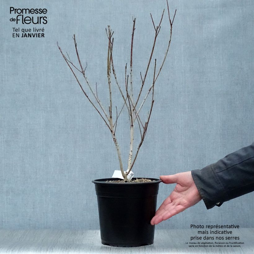 Cotinus coggygria Golden Lady - Smoke Bush 3L/4L pot sample as delivered in winter