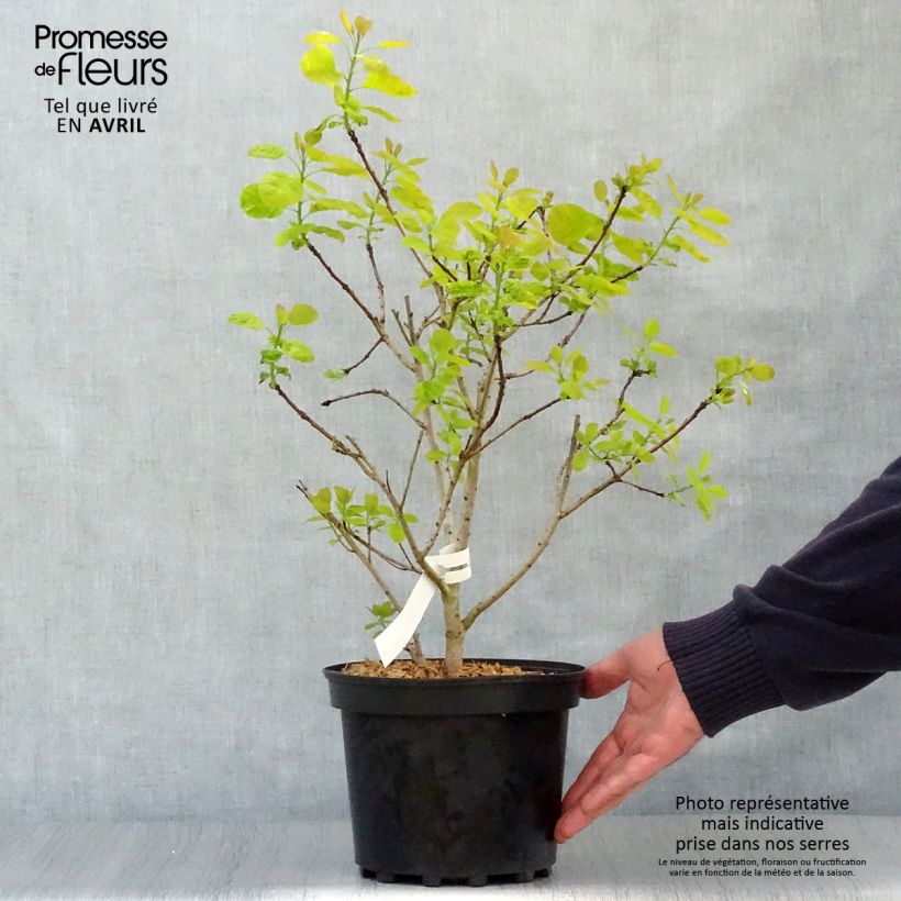 Cotinus coggygria Golden Lady - Smoke Bush 3L/4L pot sample as delivered in spring