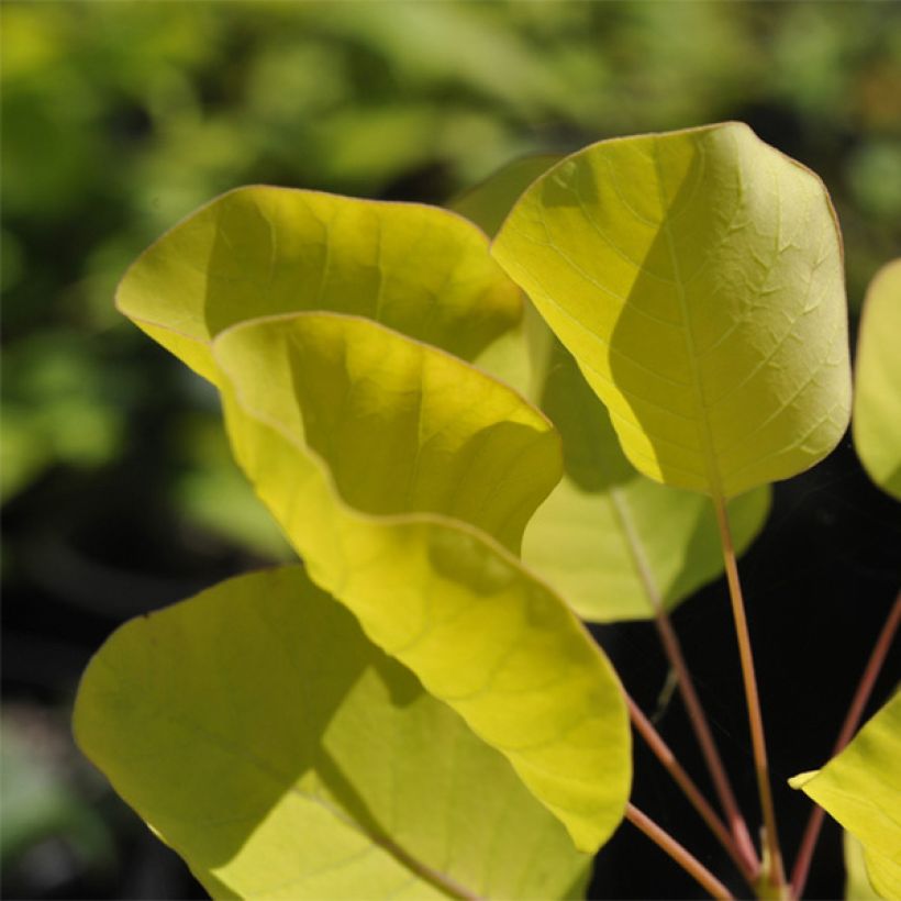 Cotinus coggygria Golden Spirit - Smoke Bush (Foliage)