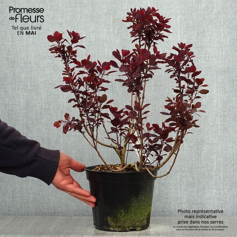 Cotinus coggygria Lilla - Smoke Bush 3L/4L pot sample as delivered in spring