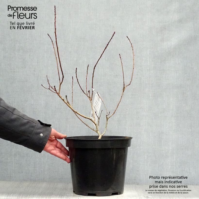 Cotinus coggygria Royal Purple - Smoke Bush 4L/5L pot sample as delivered in winter