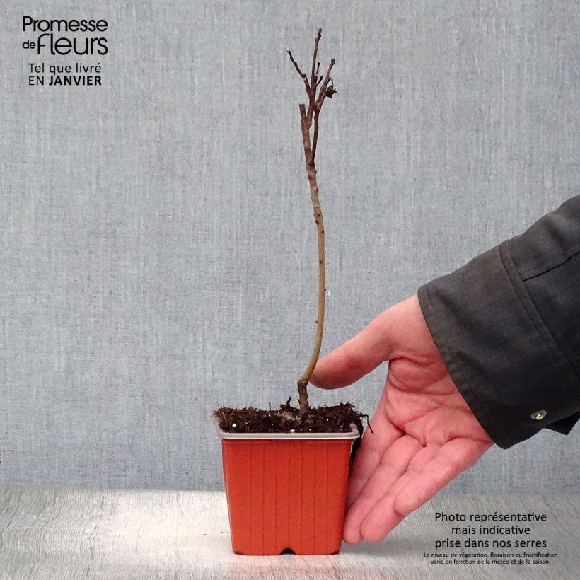 Cotinus coggygria Royal Purple - Smoke Bush 8/9 cm pot sample as delivered in winter