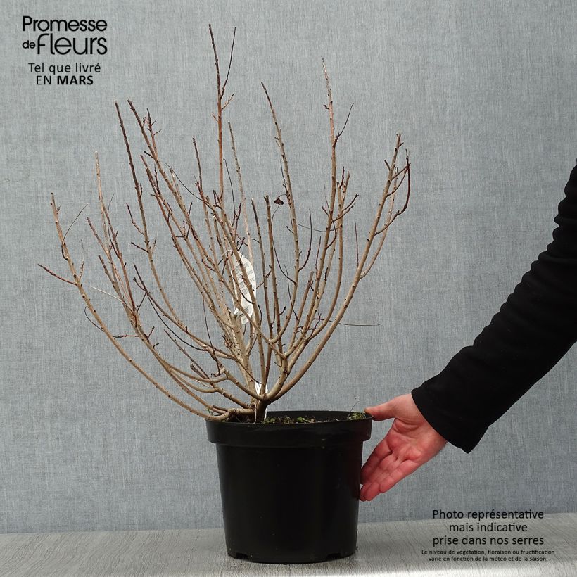 Cotinus coggygria Young Lady - Smoke Bush 6L/7L pot sample as delivered in winter