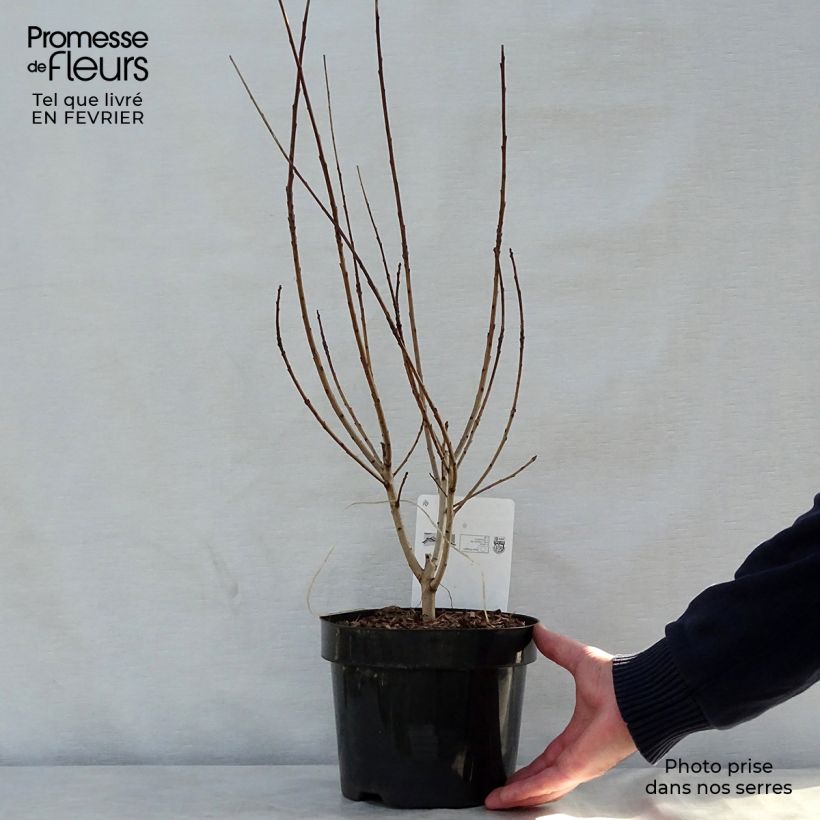 Cotinus coggygria Young Lady - Smoke Bush 2L/3L pot sample as delivered in winter