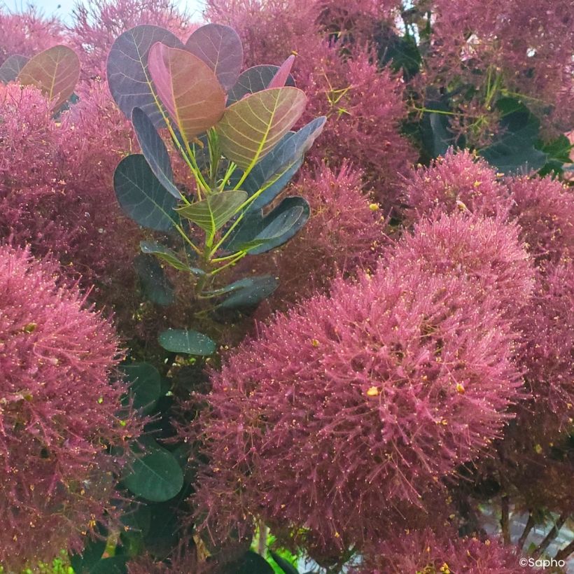 Cotinus coggygria Magical Torch - Smoke tree (Flowering)