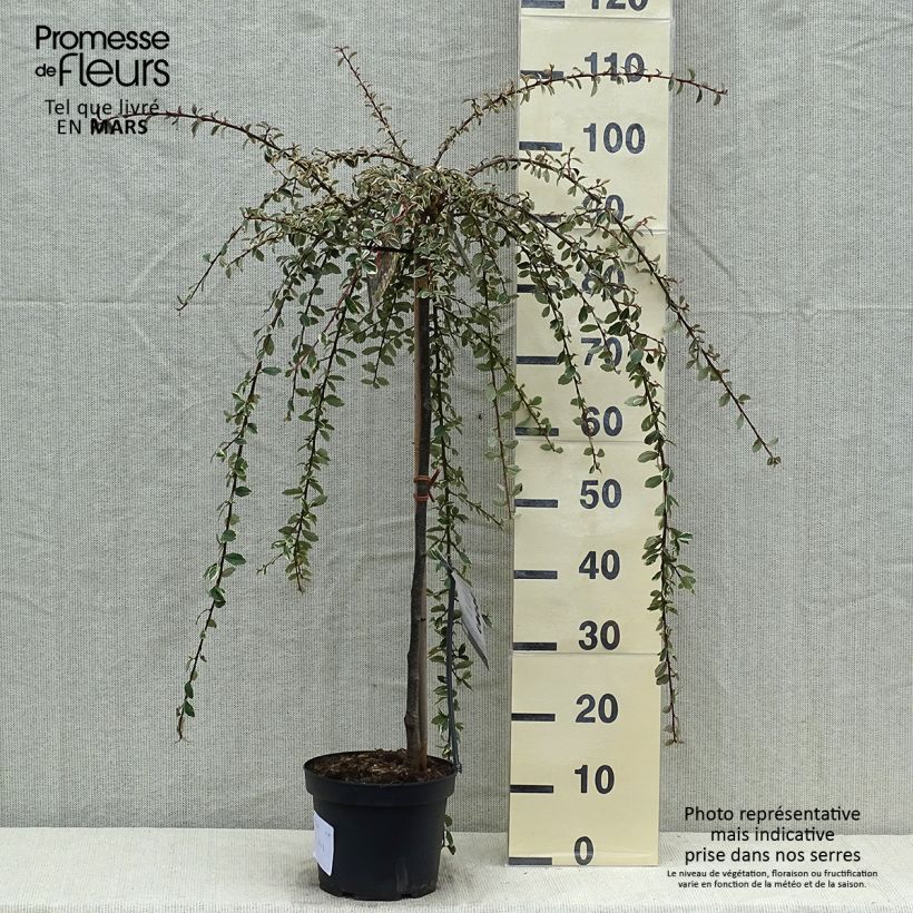 Cotoneaster suecicus Juliette 4L/5L pot, Standard sample as delivered in spring