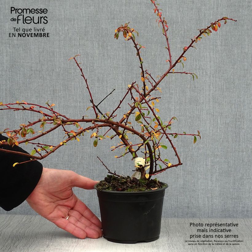 Cotoneaster suecicus Skogholm 1L/1.5L pot sample as delivered in autumn
