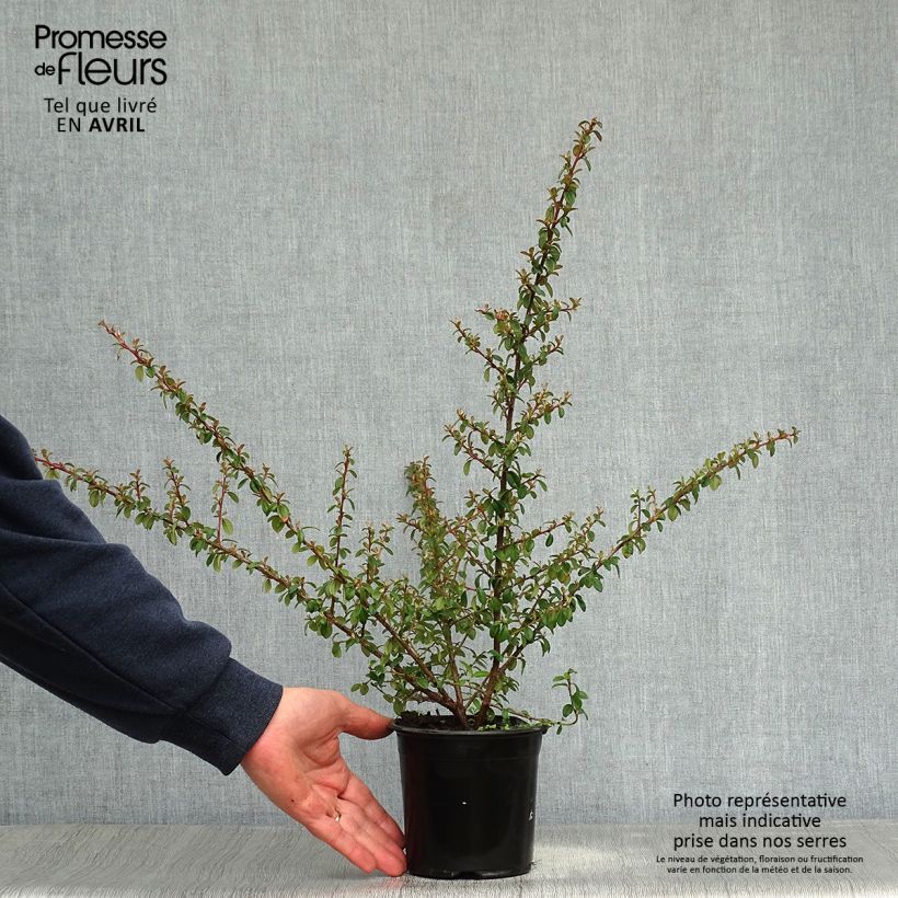 Cotoneaster suecicus Skogholm 1L/1.5L pot sample as delivered in spring