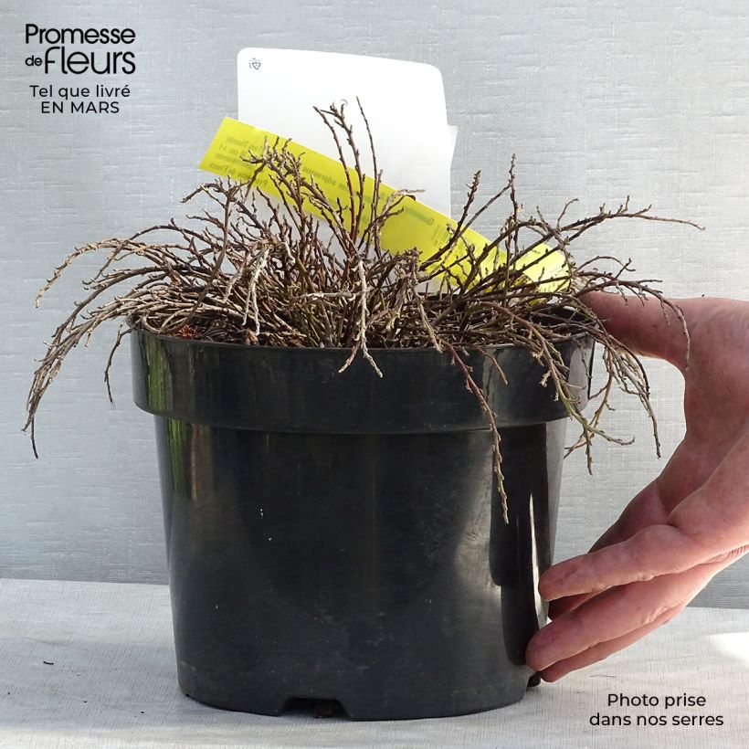 Cotoneaster adpressus Little Gem 2L/3L pot sample as delivered in winter