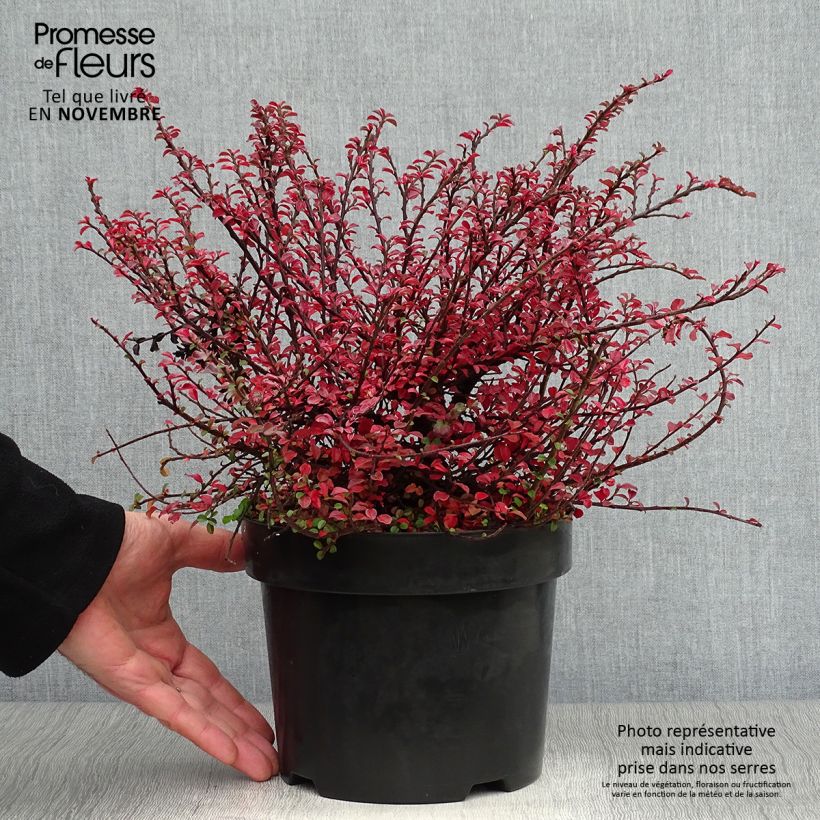 Cotoneaster adpressus Little Gem 2L/3L pot sample as delivered in autumn