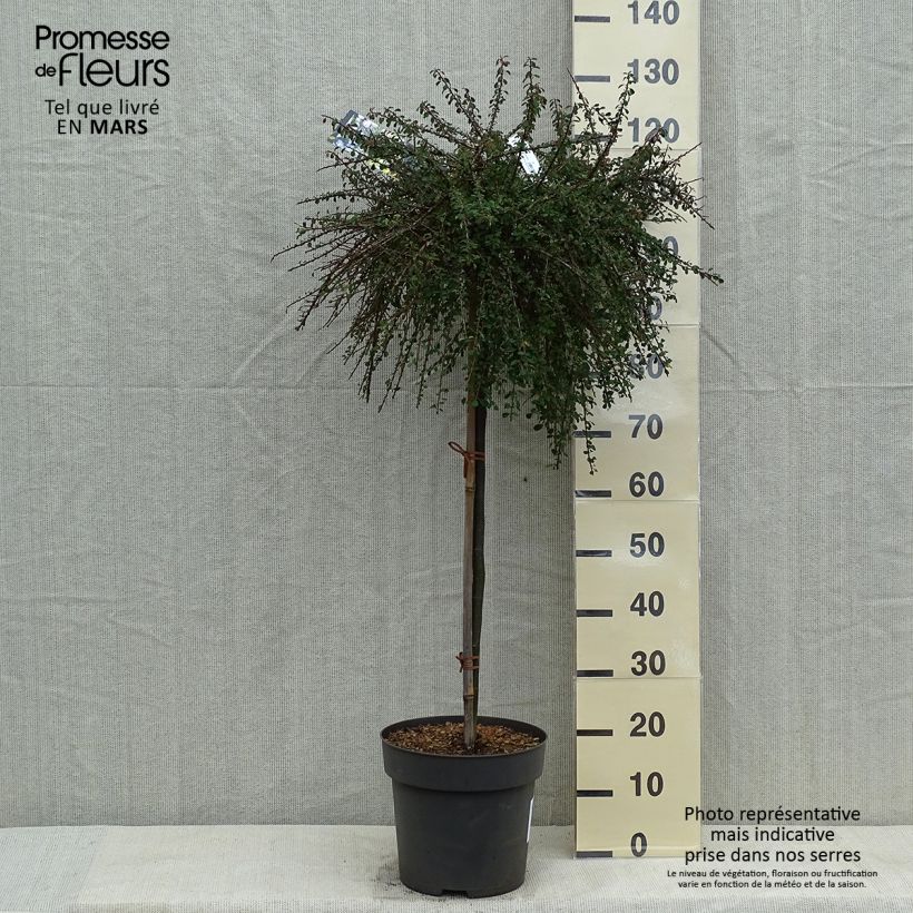 Cotoneaster congestus 7.5L/10L pot, Standard sample as delivered in spring