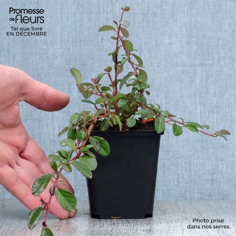 Cotoneaster dammeri 8/9 cm pot sample as delivered in winter