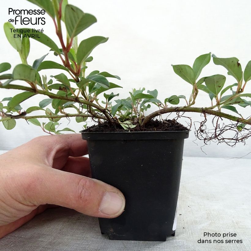 Cotoneaster dammeri 8/9 cm pot sample as delivered in spring