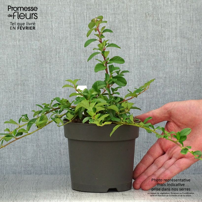 Cotoneaster dammeri 1L/1.5L pot sample as delivered in autumn