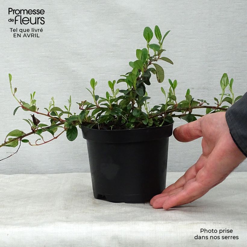 Cotoneaster dammeri 1L/1.5L pot sample as delivered in spring