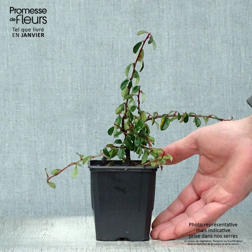 Cotoneaster dammeri Eichholz 8/9 cm pot sample as delivered in winter