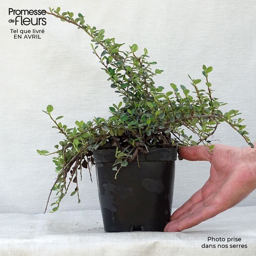 Cotoneaster dammeri Evergreen 2L/3L pot sample as delivered in spring