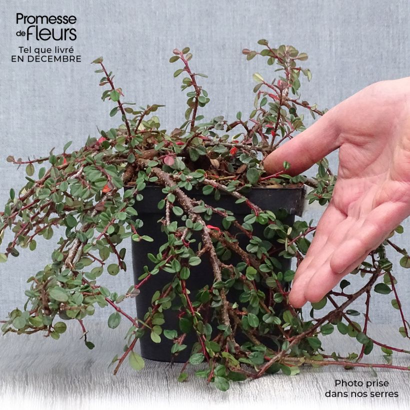 Cotoneaster dammeri Evergreen 2L/3L pot sample as delivered in winter