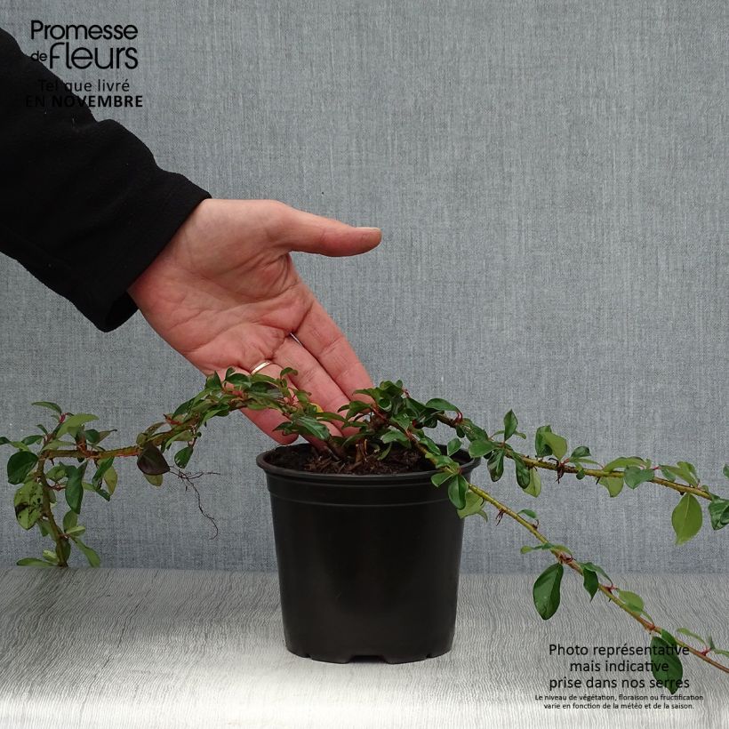 Cotoneaster dammeri Major 1L/1.5L pot sample as delivered in autumn