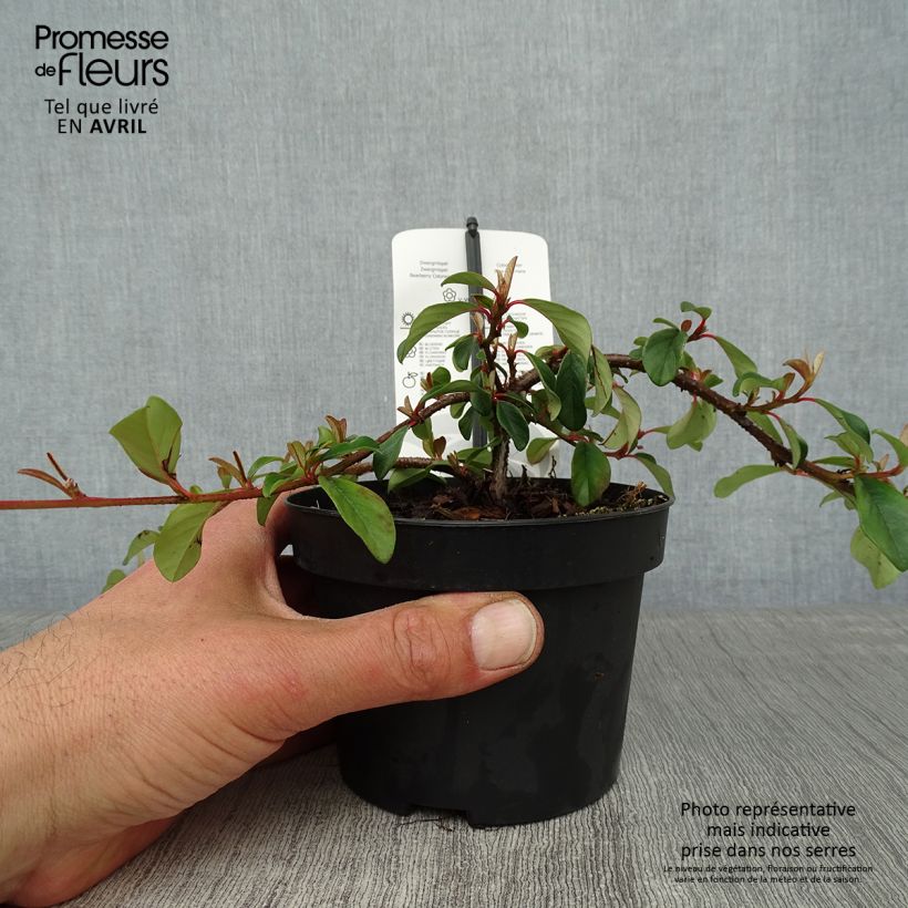 Cotoneaster dammeri Major 1L/1.5L pot sample as delivered in spring