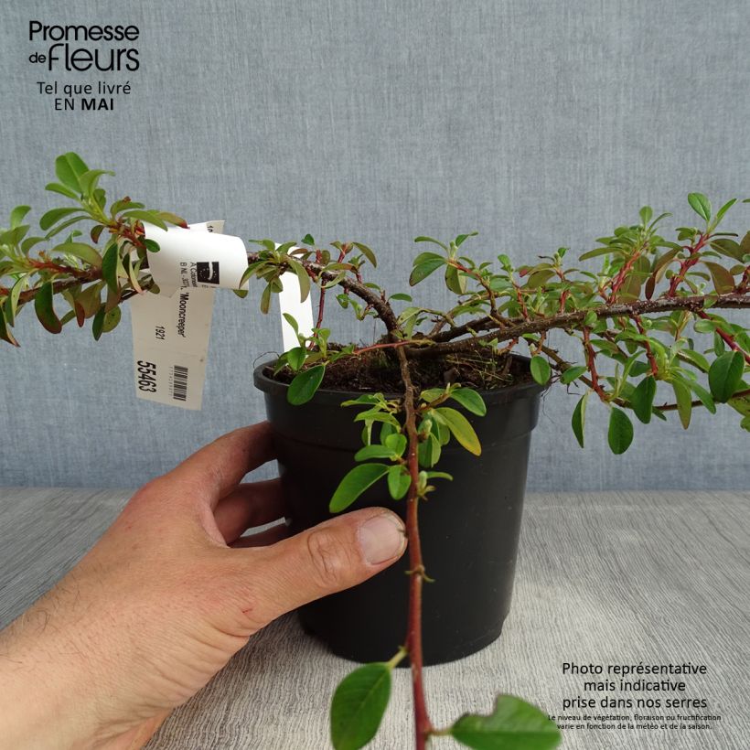 Cotoneaster dammeri Mooncreeper 1L/1.5L pot sample as delivered in spring