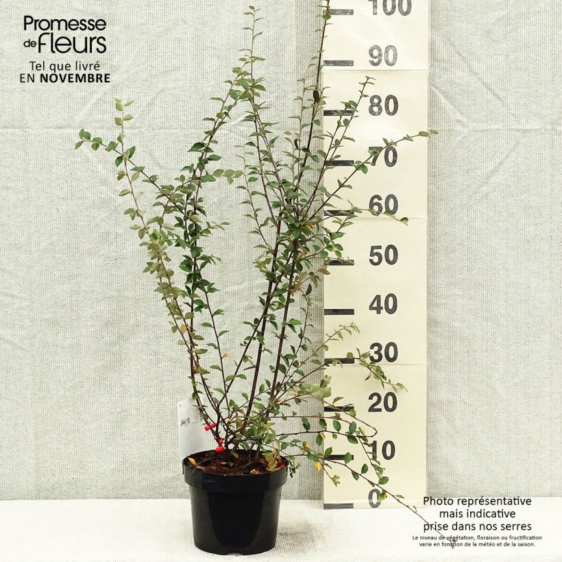 Cotoneaster franchetii 2L/3L pot sample as delivered in autumn