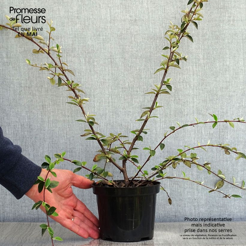 Cotoneaster franchetii 7.5L/10L pot sample as delivered in spring