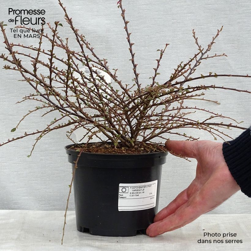 Cotoneaster horizontalis Variegatus 2L/3L pot sample as delivered in spring