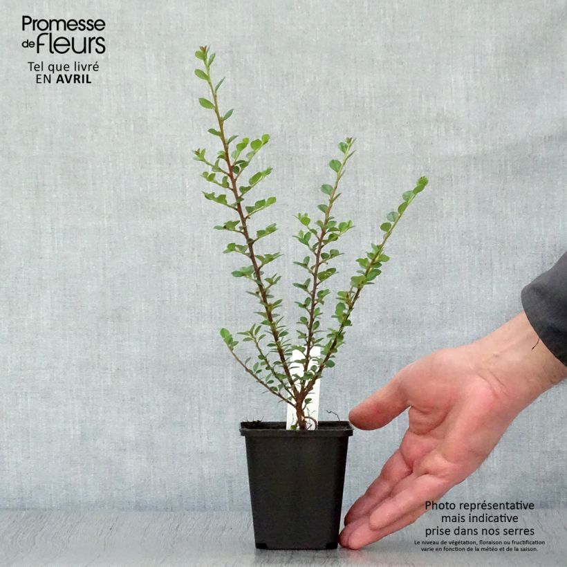 Cotoneaster horizontalis 8/9 cm pot sample as delivered in spring