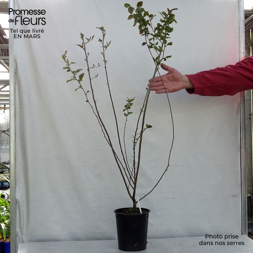 Cotoneaster lucidus 2L/3L pot sample as delivered in spring