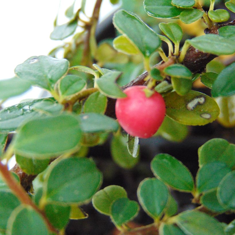Cotoneaster microphyllus (Harvest)