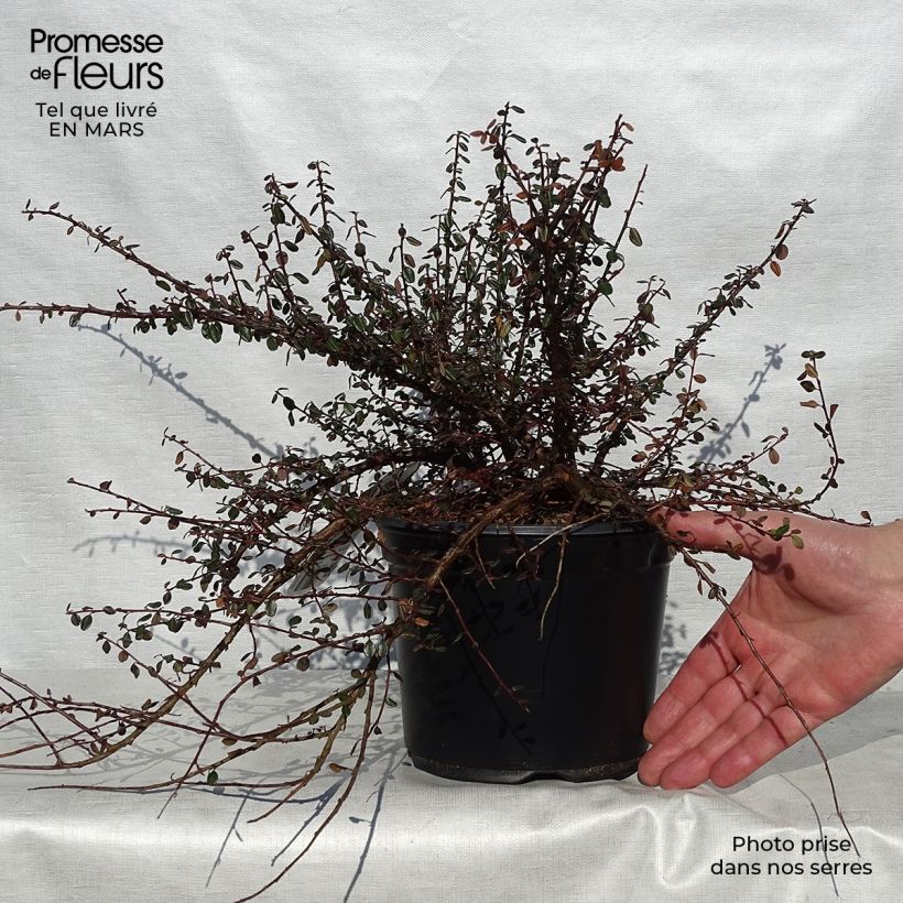 Cotoneaster microphyllus 2L/3L pot sample as delivered in spring