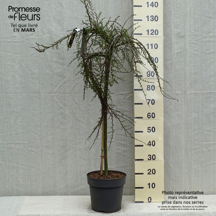 Cotoneaster praecox Boer 7.5L/10L pot, Standard sample as delivered in spring