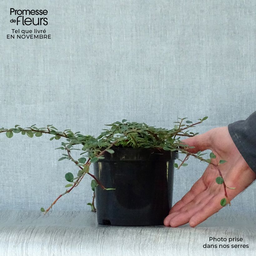 Cotoneaster procumbens Queen of Carpets 1L/1.5L pot sample as delivered in autumn
