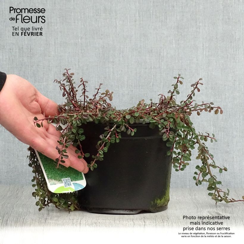 Cotoneaster procumbens Streibs Findling 1.5L/2L pot sample as delivered in winter
