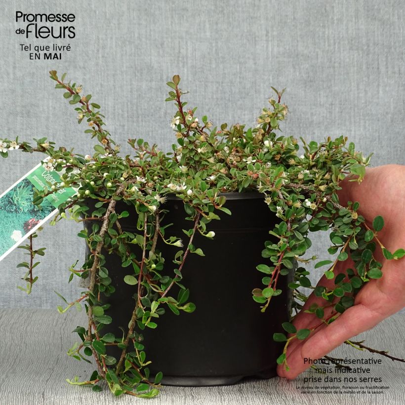 Cotoneaster procumbens Streibs Findling 1.5L/2L pot sample as delivered in spring