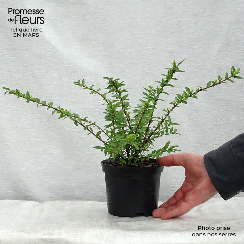 Cotoneaster suecicus Coral Beauty 1L/1.5L pot sample as delivered in spring