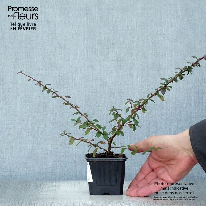 Cotoneaster suecicus Coral Beauty 8/9 cm pot sample as delivered in winter