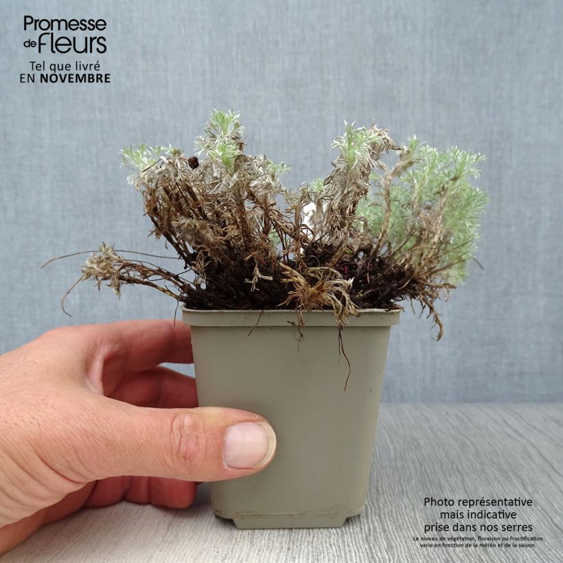 Cotula hispida - Leptinella 8/9 cm pot sample as delivered in autumn