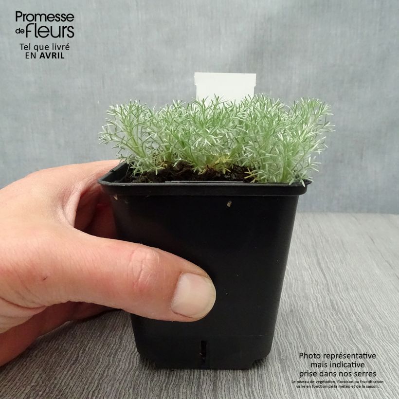 Cotula hispida - Leptinella 8/9 cm pot sample as delivered in spring