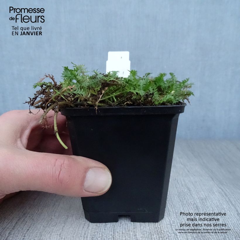 Bracteate Cotula - Leptinella squalida 8/9 cm pot sample as delivered in winter