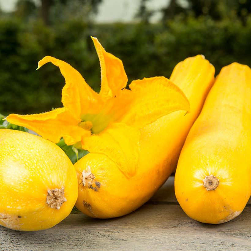 Courgette Ola Gabriella F1 - Cucurbita pepo (Flowering)