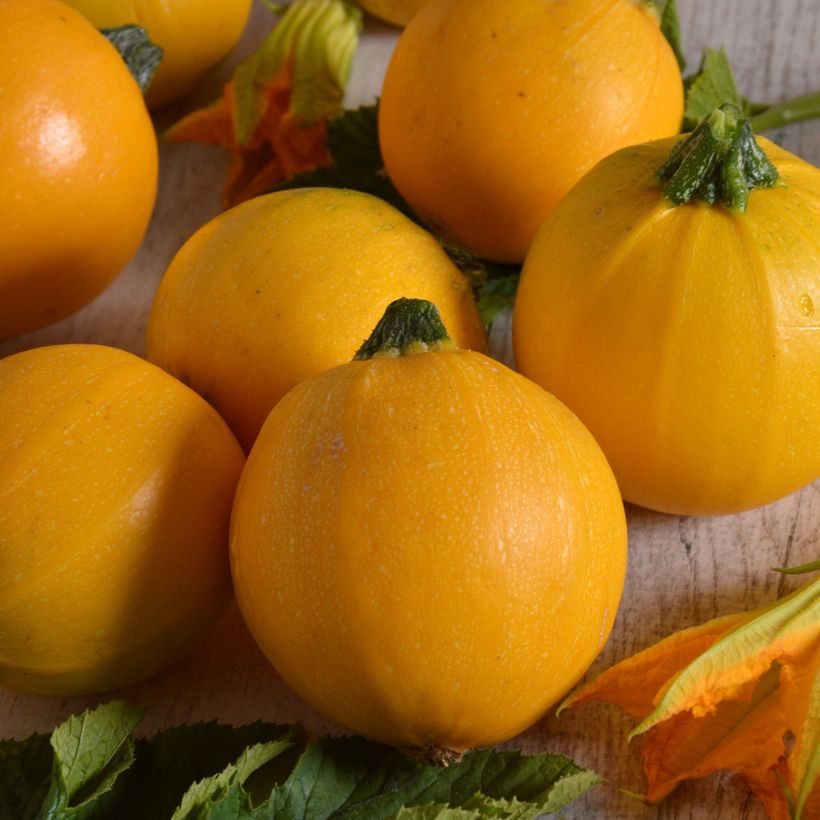 Courgette Midas F1 (Harvest)