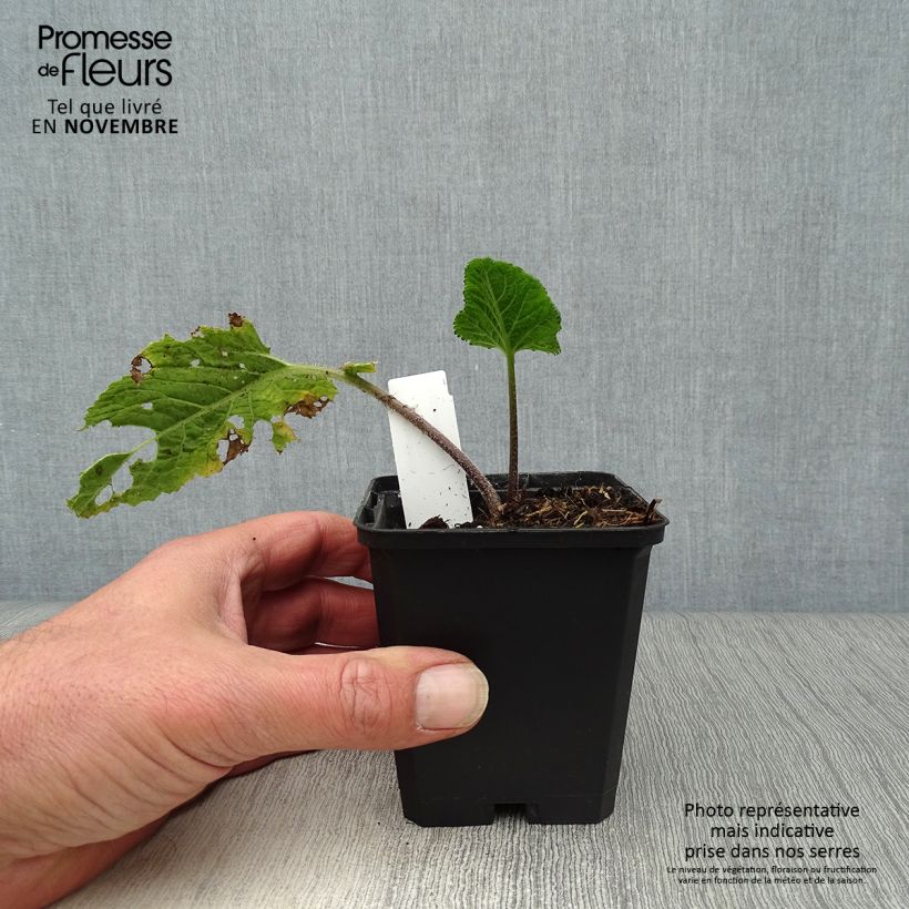Crambe cordifolia - Greater Sea Kale 8/9 cm pot sample as delivered in autumn