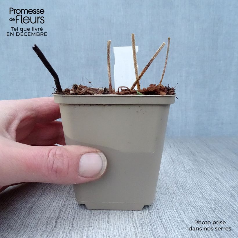 Crambe cordifolia - Greater Sea Kale 8/9 cm pot sample as delivered in winter