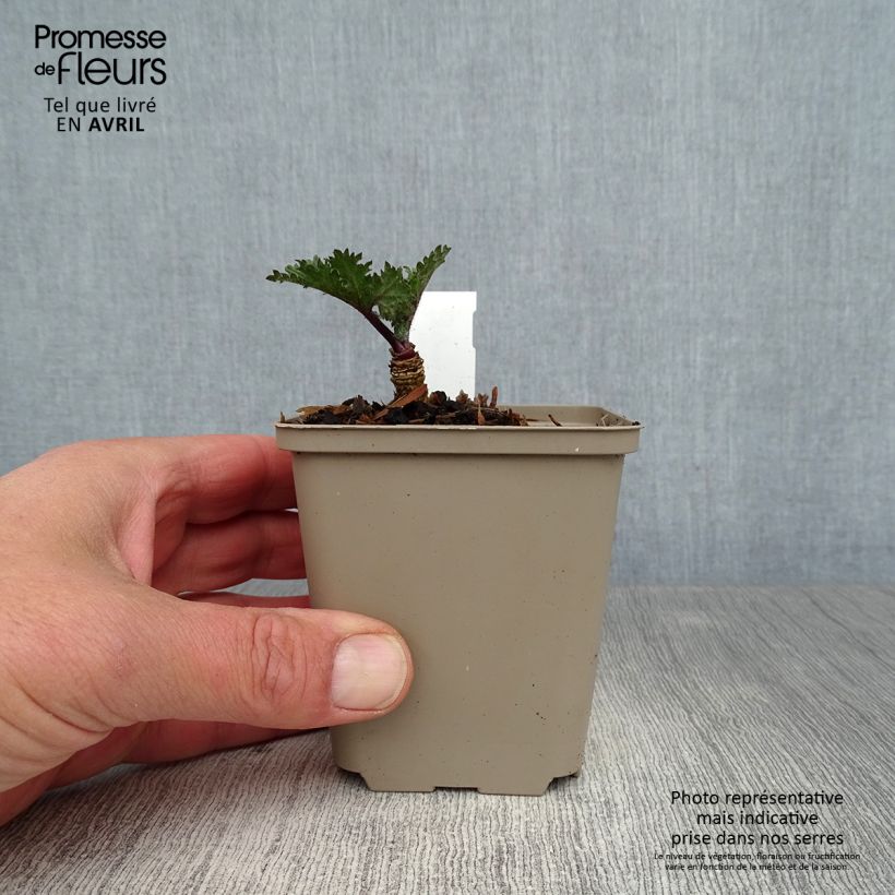 Crambe orientalis Morning Snow - Flowering Sea Kale 8/9 cm pot sample as delivered in spring