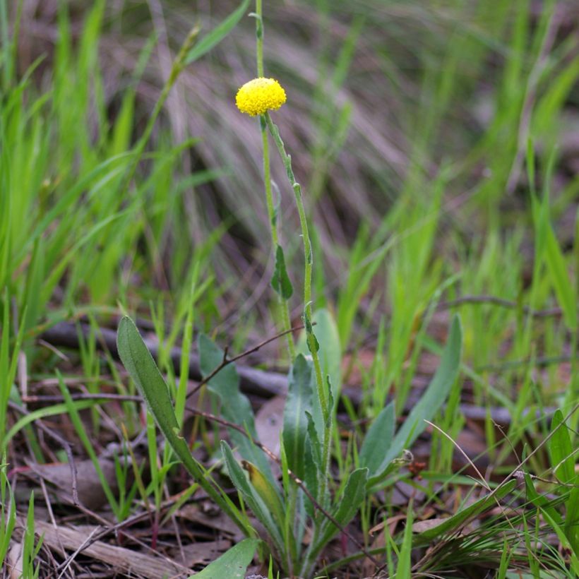 Craspedia globosa (Plant habit)